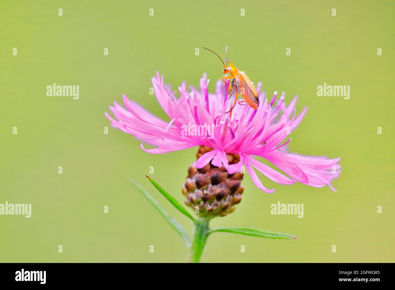 Tripode brun, tripode brun (Centaurea jacea), tête de fleur unique avec coléoptère de soldat, Allemagne, Rhénanie-du-Nord-Westphalie Banque D'Images
