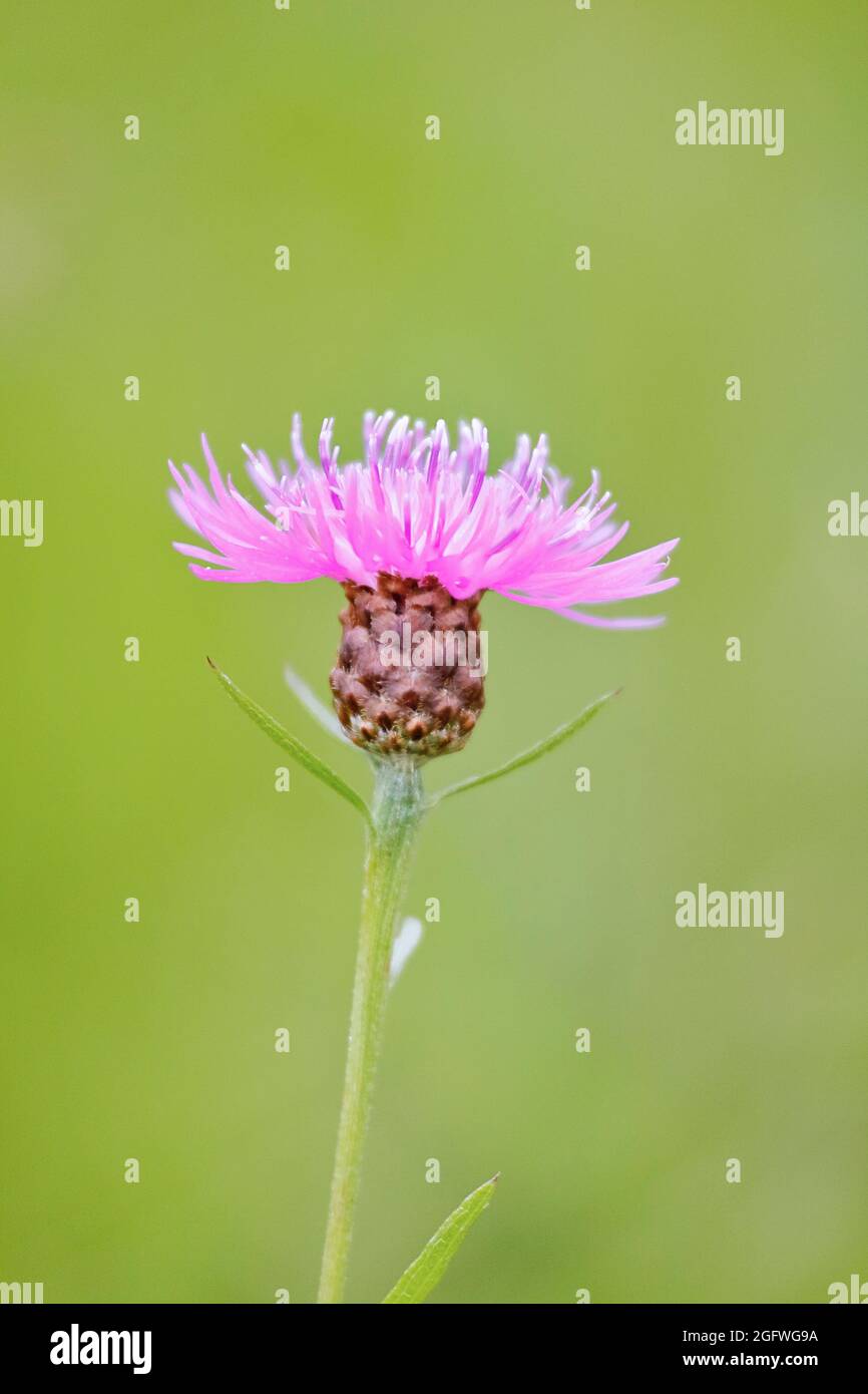 Knapweed brun, knapweed brun (Centaurea jacea), tête de fleur unique , Allemagne, Rhénanie-du-Nord-Westphalie Banque D'Images