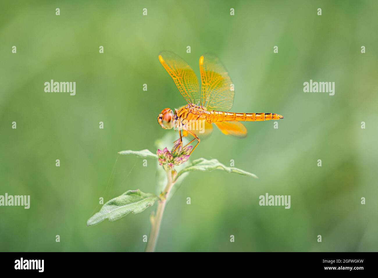 Gros plan sur la libellule orange qui se trouve au-dessus de la petite branche d'arbre avec un fond vert flou. Banque D'Images