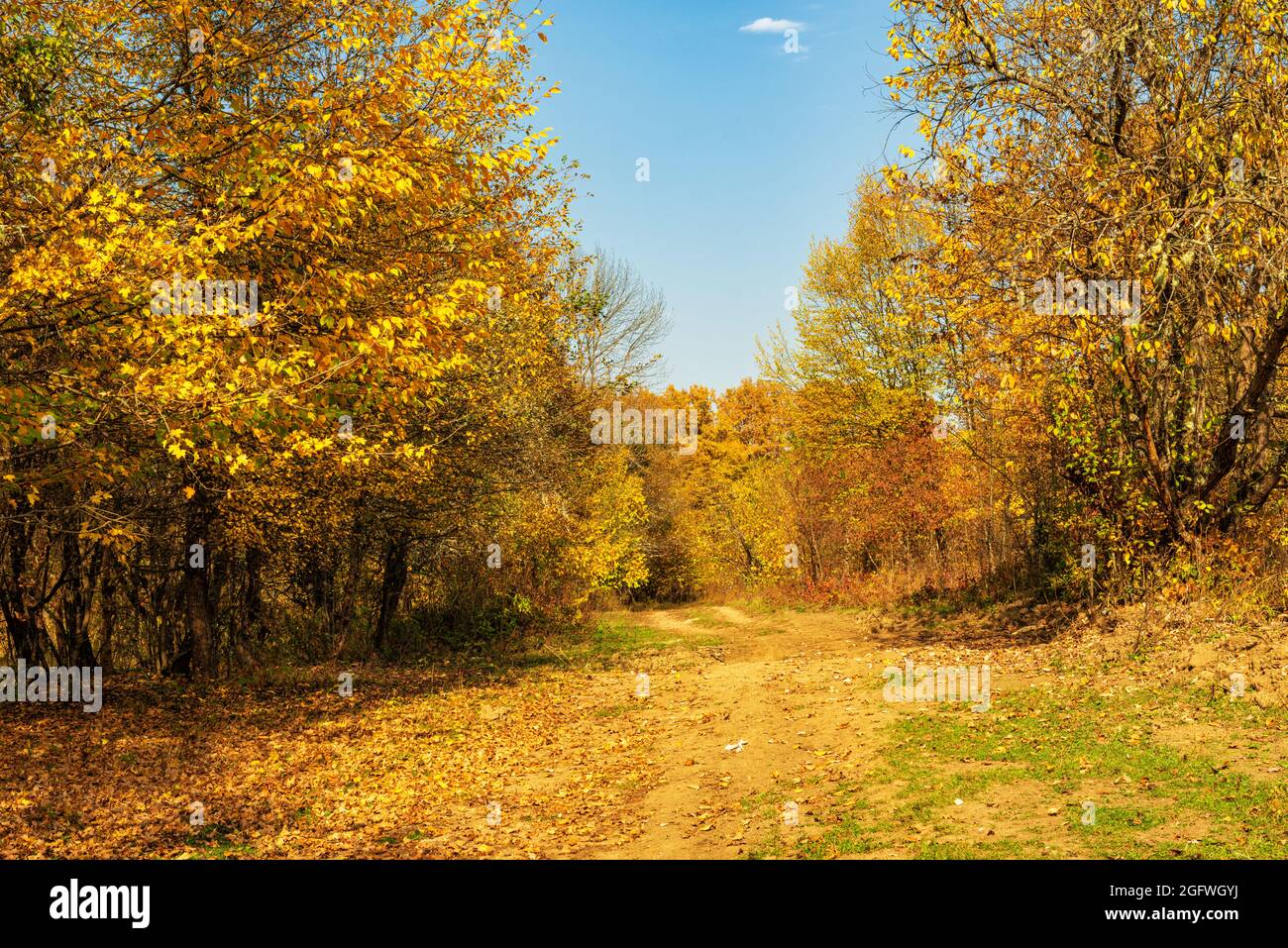 Une vieille route de terre dans la forêt d'automne au mois d'octobre dans l'après-midi Banque D'Images