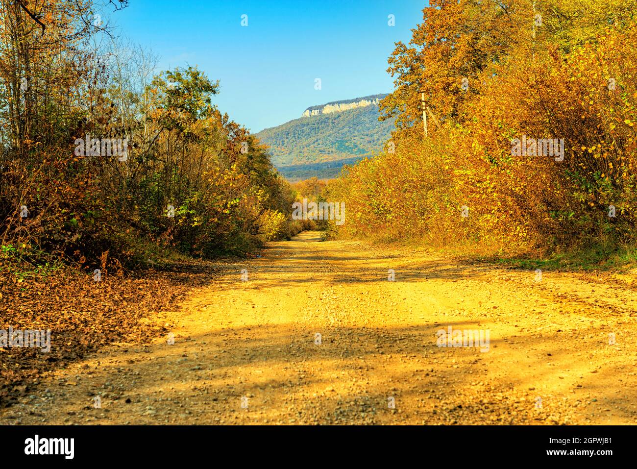 Route de terre dans la forêt d'automne pendant la journée au soleil brillant Banque D'Images