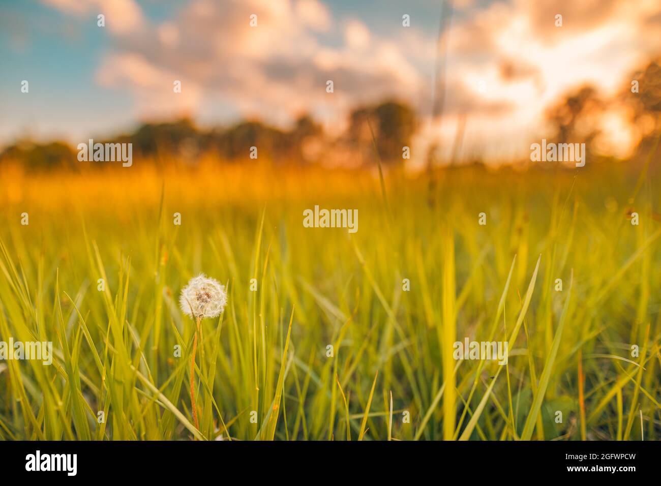 Prairie d'été verte avec pissenlits au coucher du soleil.Arrière-plan nature, paysage paisible et lumineux, détails floraux en gros plan.Plantes naturelles idylliques Banque D'Images