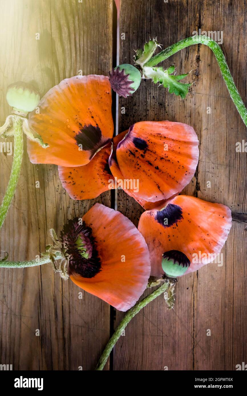 Coquelicots sur fond de bois Banque D'Images