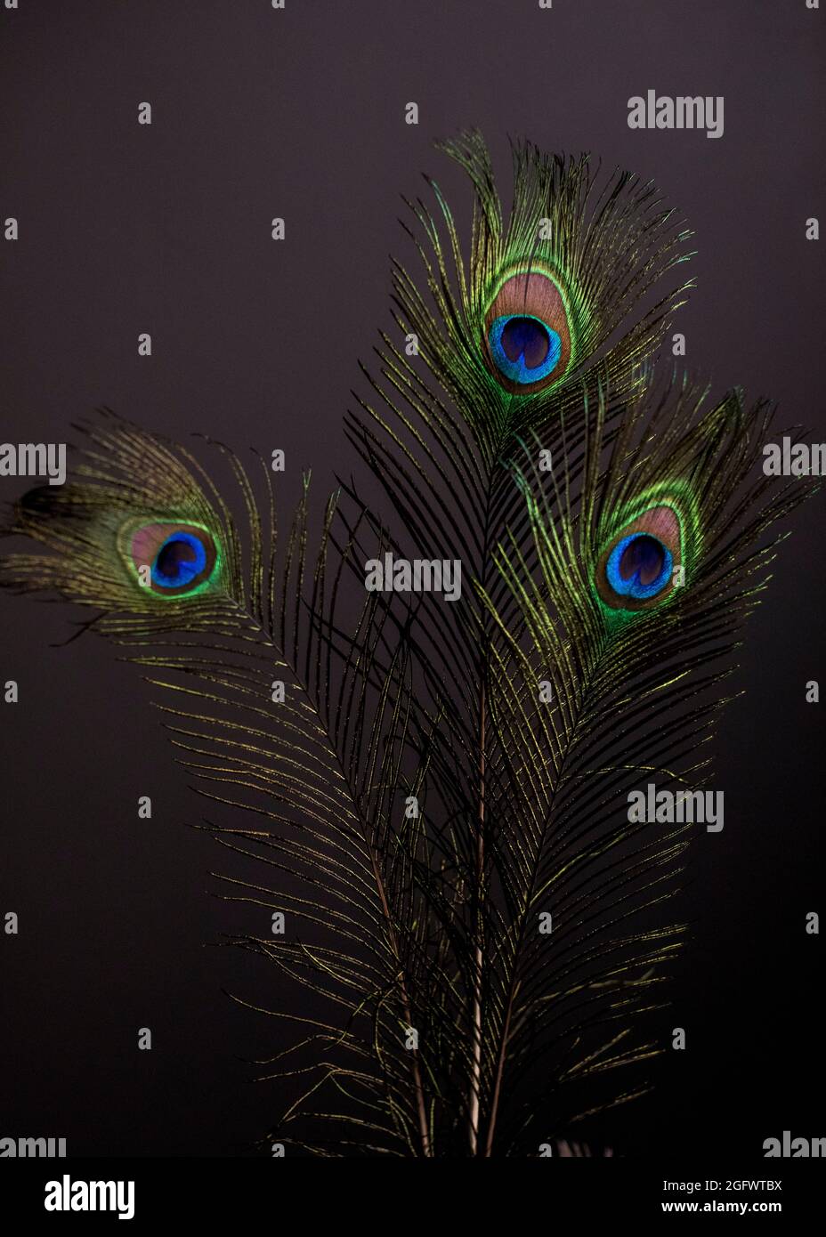 Plumes de paon sur fond gris Banque D'Images