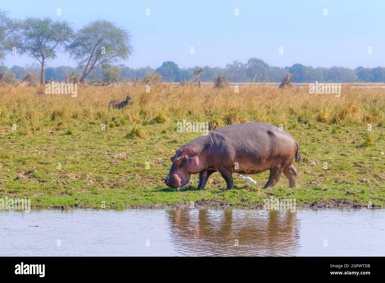 Hippopotamus (Hippopotamus amphibius), promenade le long de la rive. Lower Zambèze, Zambie, Afrique Banque D'Images