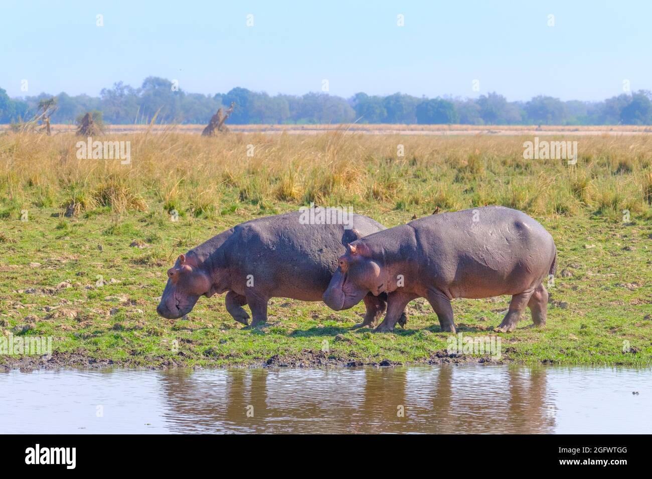 Hippopotame (Hippopotamus amphibius), promenade le long de la rive. Lower Zambèze, Zambie, Afrique Banque D'Images