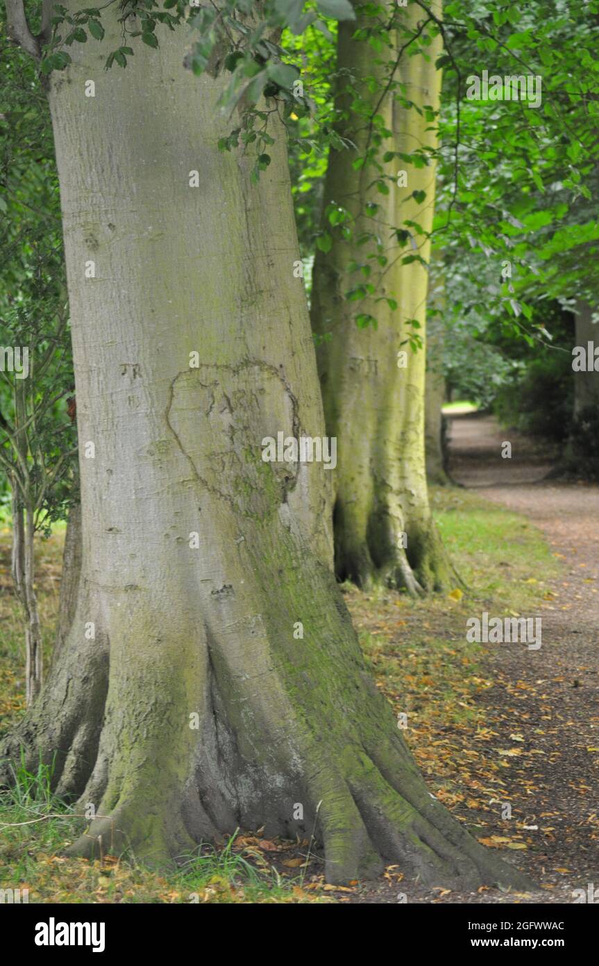 Des graffitis gravés sur les arbres de Burton Agnes Grounds, East Yorkshire, Angleterre Banque D'Images