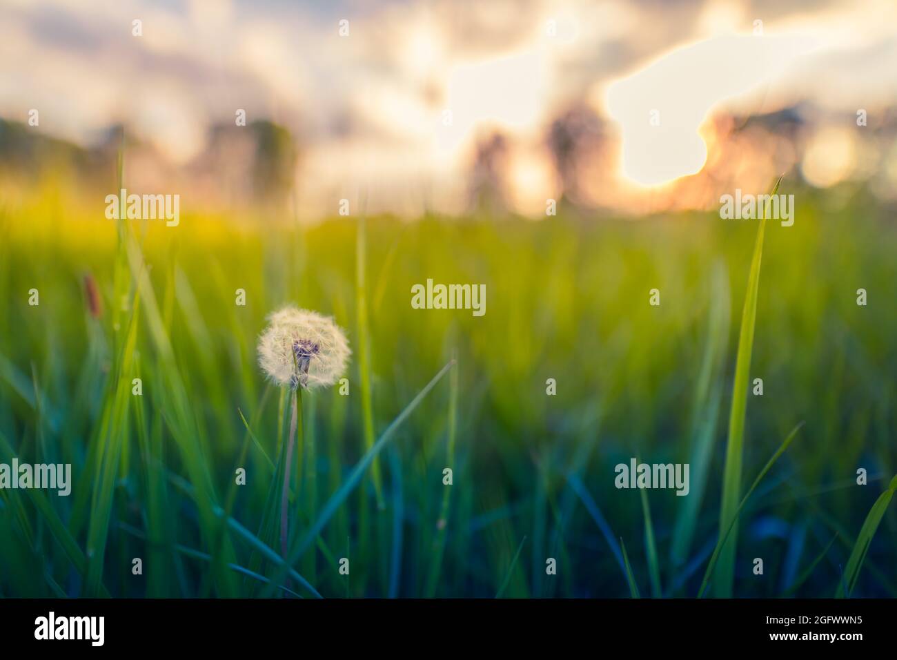 Prairie d'été verte avec pissenlits au coucher du soleil.Arrière-plan nature, paysage paisible et lumineux, détails floraux en gros plan.Plantes naturelles idylliques Banque D'Images