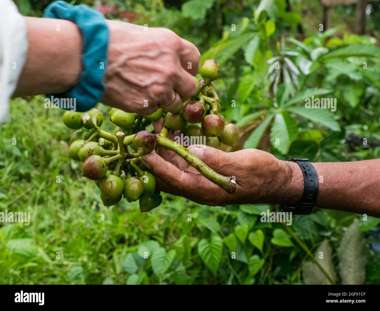 UBILLA fruit avec une forme unique semblable aux raisins dans sa forme, a une seule graine et a la caractéristique d'une peau rugueuse. Celui trouvé dans l'Ala Banque D'Images