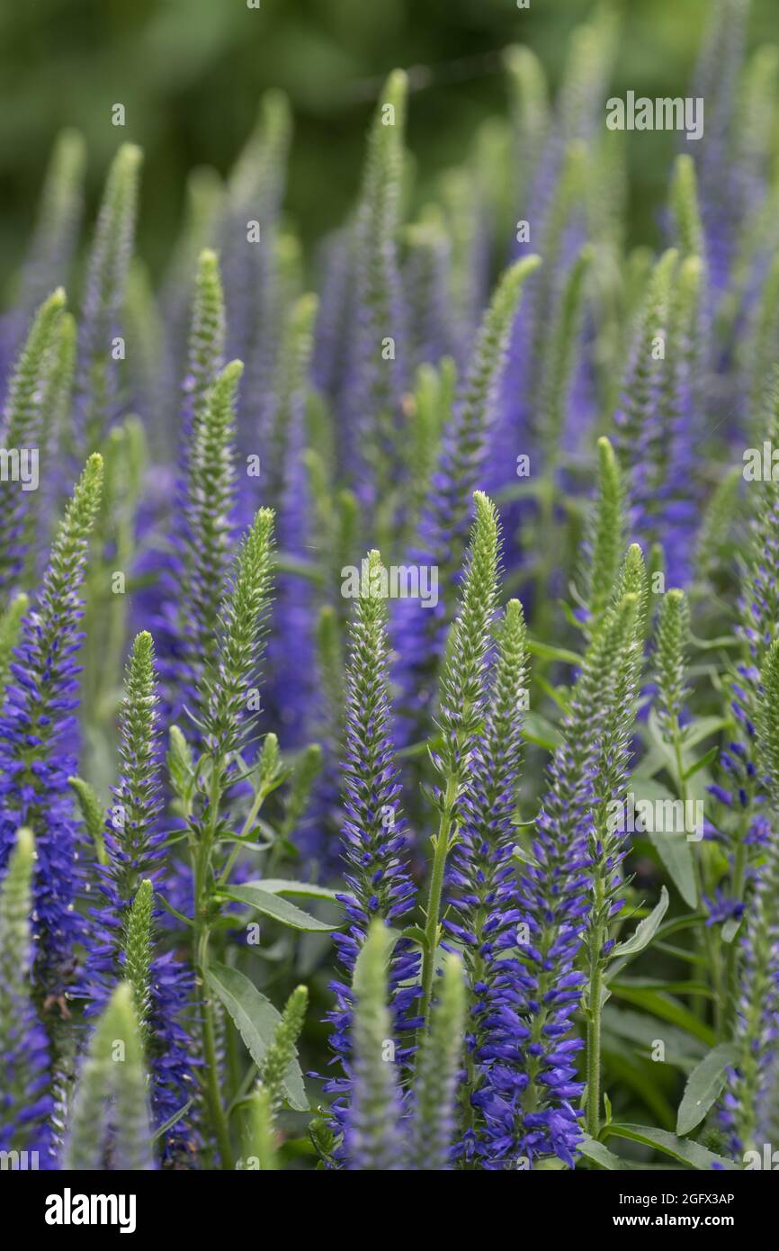 Un lit de fleurs rempli des clochers de veronica speedwell. Banque D'Images