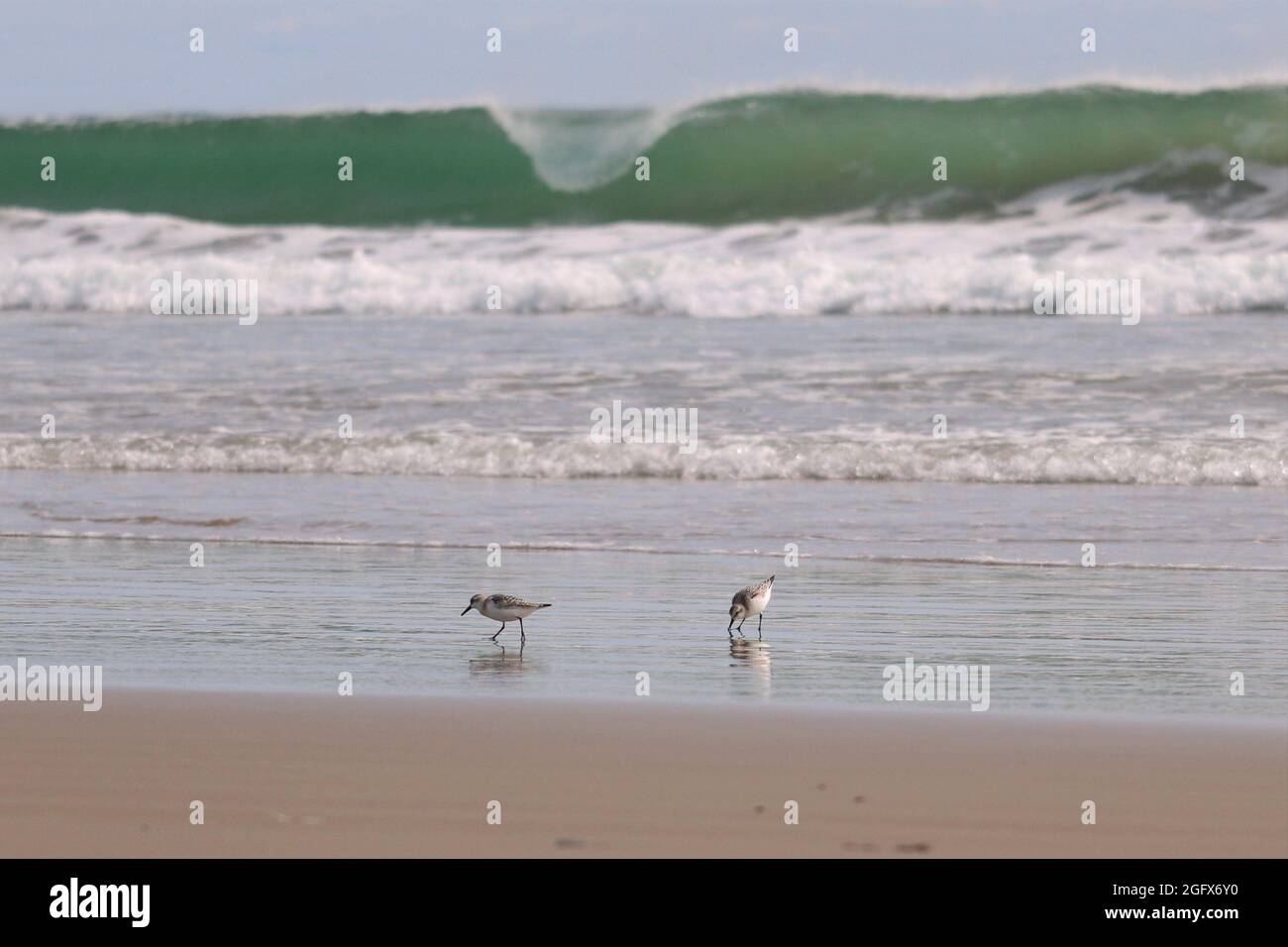 Sanderlings à Martinique Beach Banque D'Images