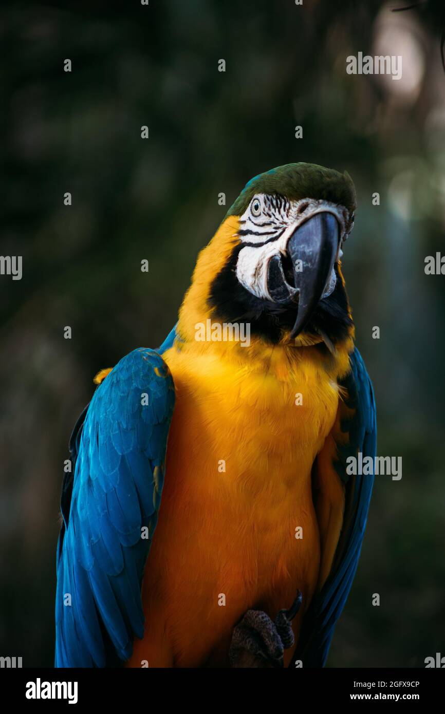 Photo couleur d'une belle macaw bleue. Banque D'Images