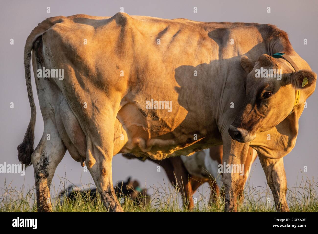 Bovins britanniques dans un champ à Devon, Royaume-Uni Banque D'Images