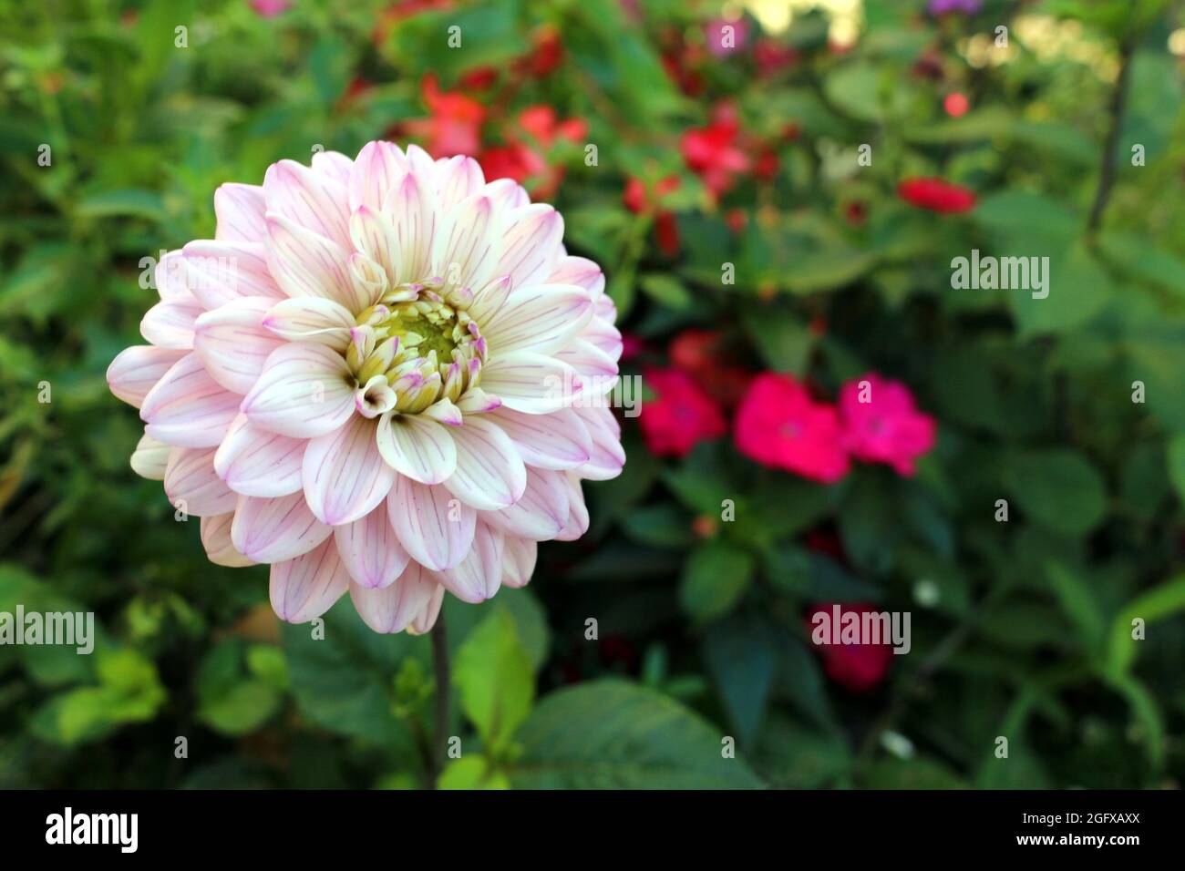 Une belle dahlia située dans un jardin français. Banque D'Images