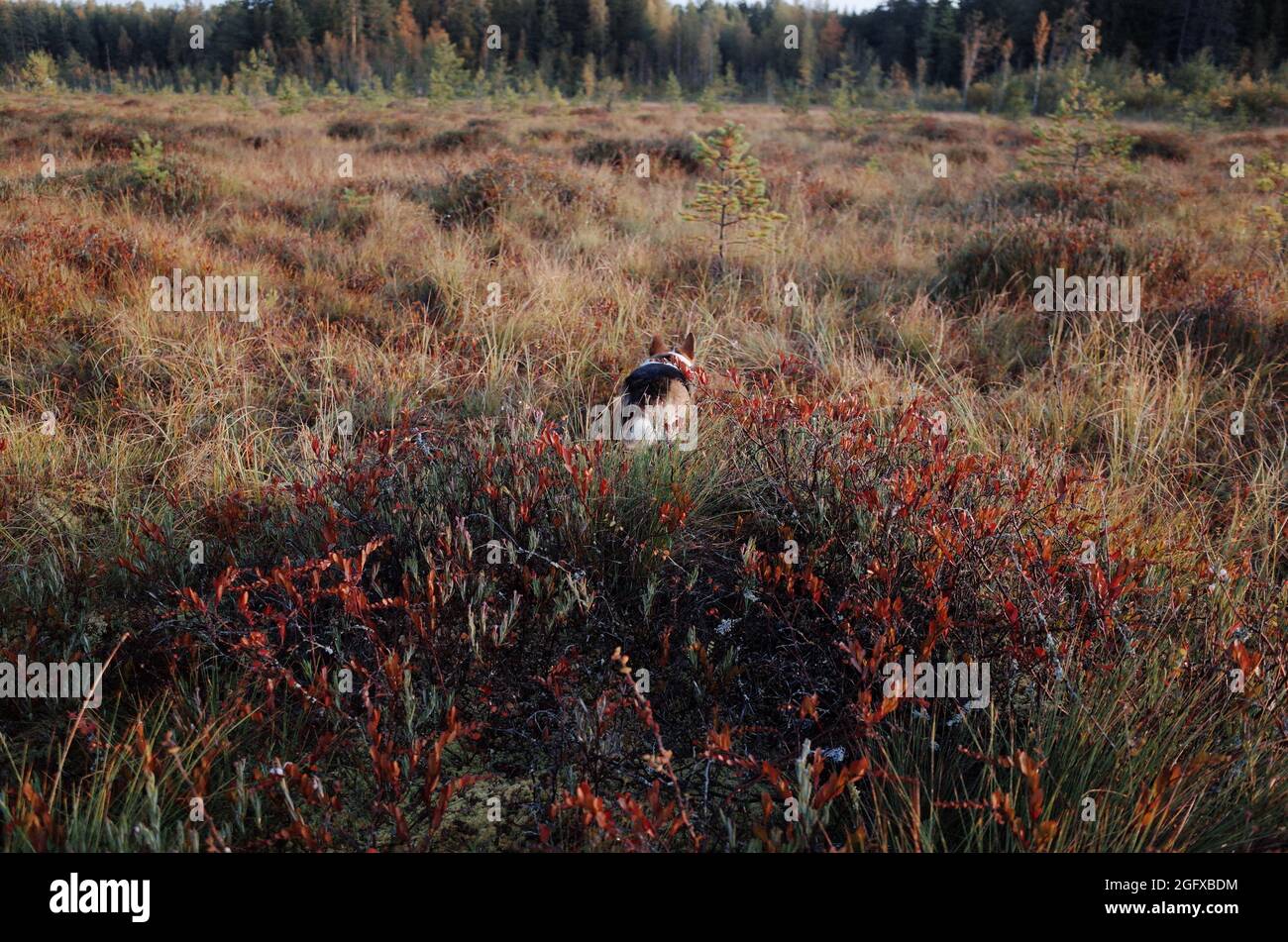 Chien recherchant sur les champs, couleurs d'automne, feuilles rouges, herbe jaune, race pure welsh corgi pembroke Banque D'Images