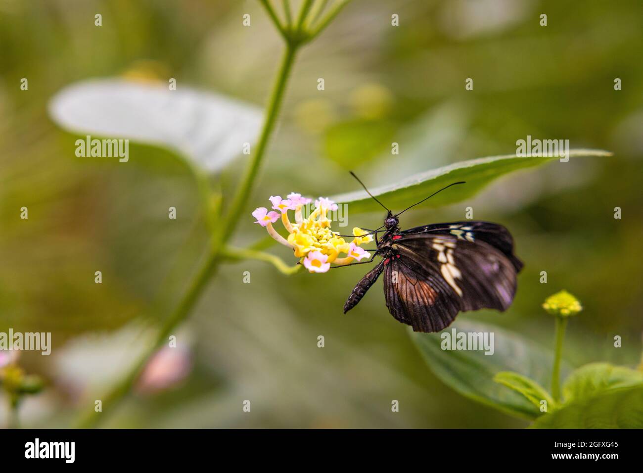 Iphidamas Cattleheart Butterfly Banque D'Images