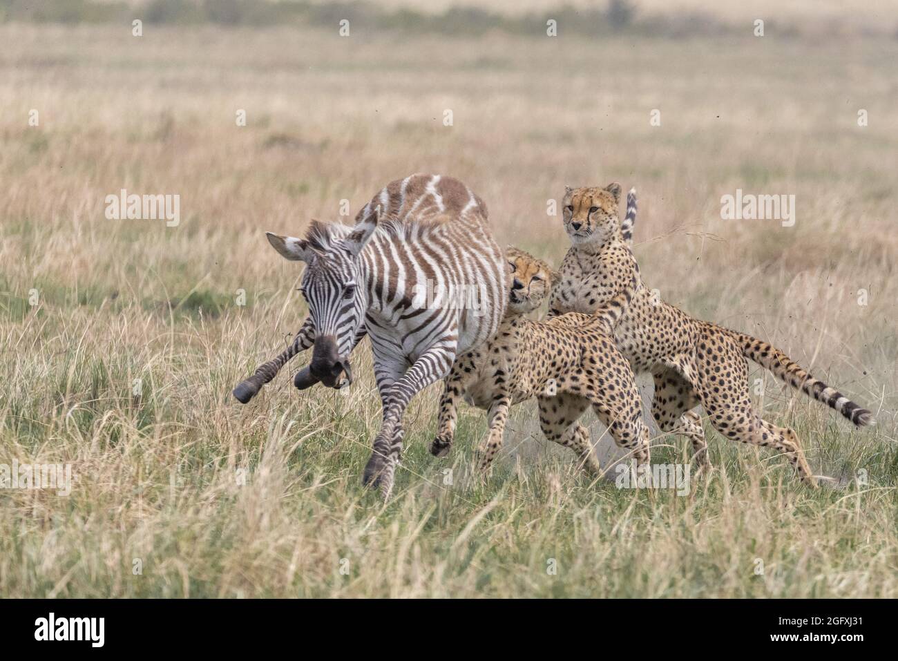 Les cheetahs ont travaillé ensemble pour capturer leur proie. MAASAI MARA, KENYA : DES photographies PALPITANTES ont capturé le moment où une coalition de cheetahs a chassé Banque D'Images