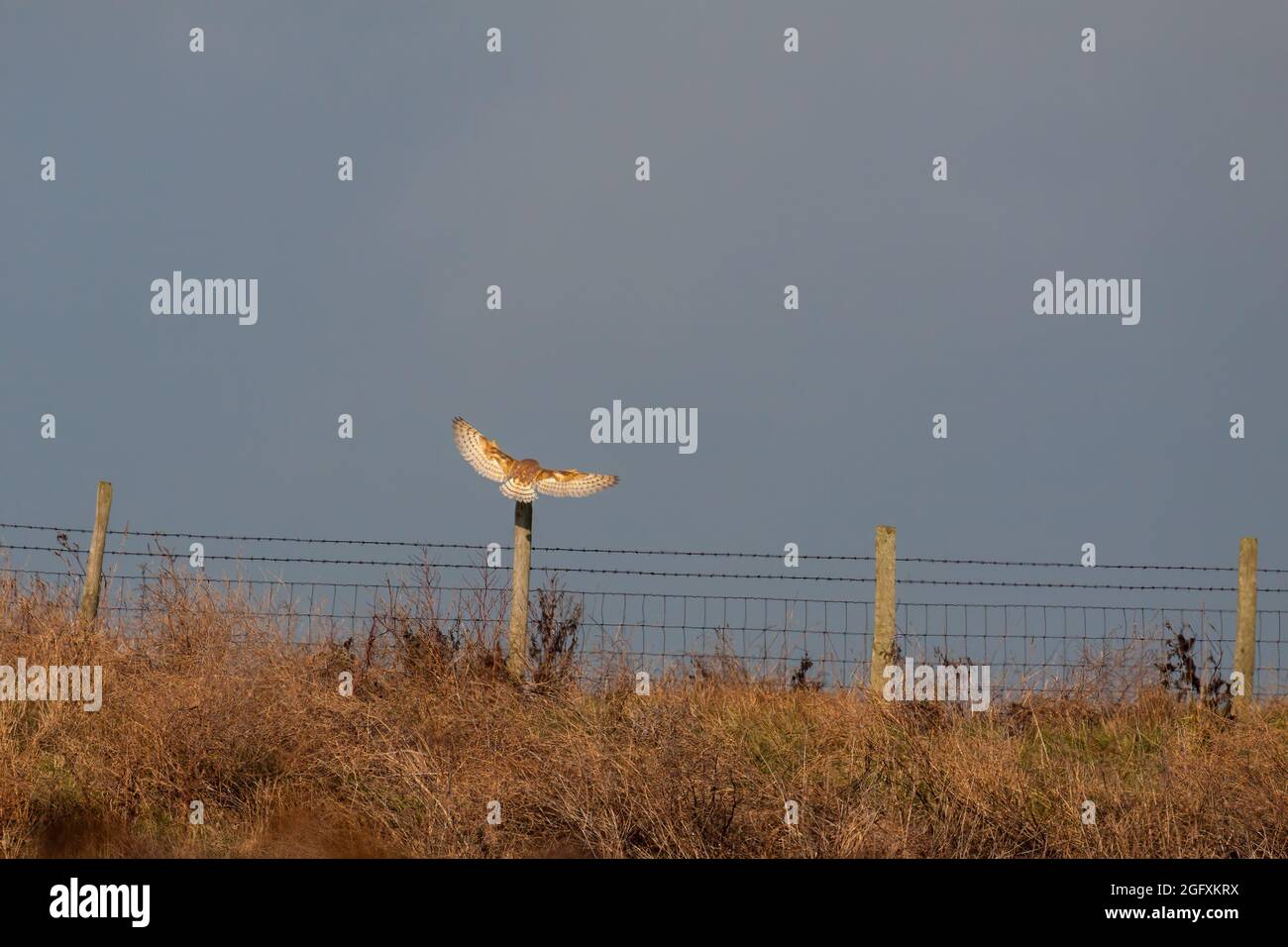 Barn Owl débarque sur un poste de clôture à Elmley Marshes pendant un après-midi d'hiver Banque D'Images