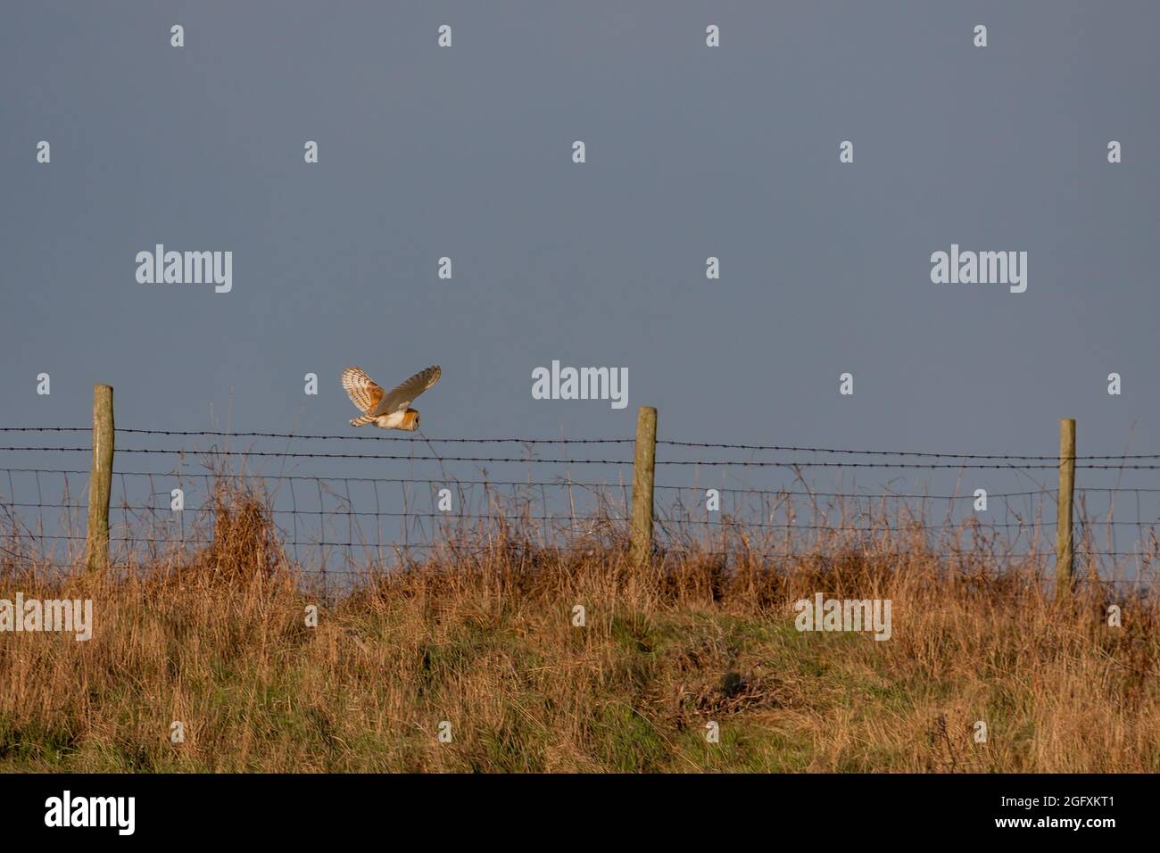 Effraie des clochers de la chasse au marais d'Elmley sur un après-midi d'hiver Banque D'Images