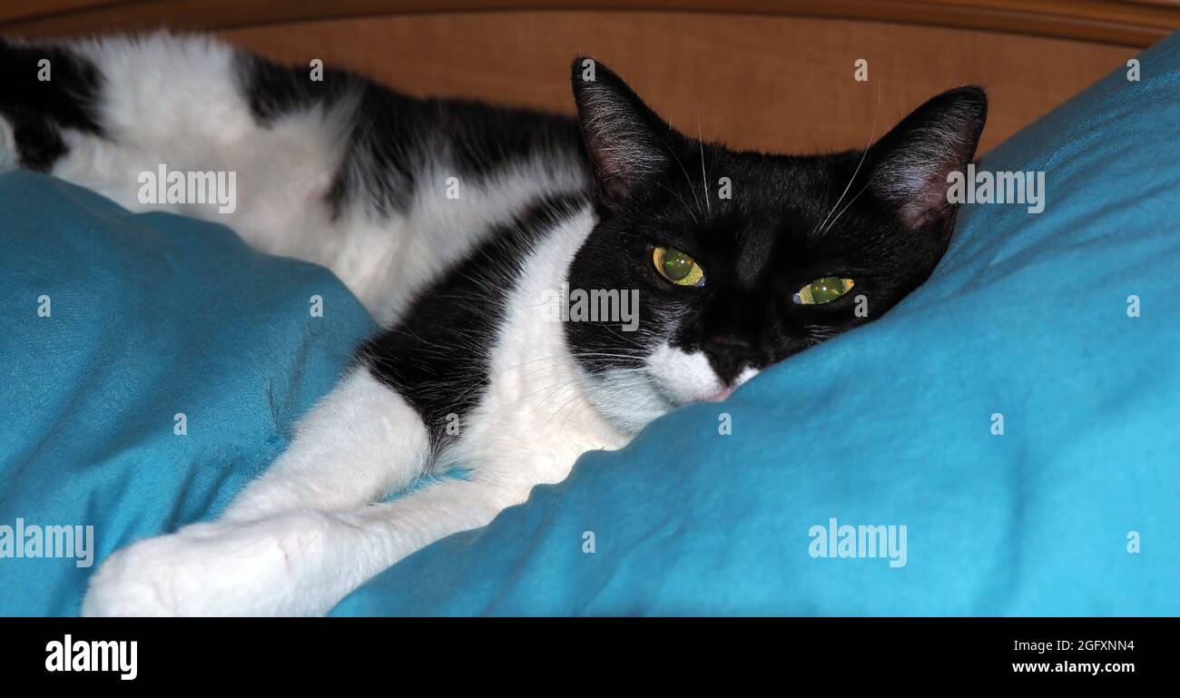 Appareil Photo Numerique Olympus Gros Plan D Un Chat Noir Et Blanc Allonge Sur Un Oreiller Bleu Dans La Chambre Le Nom De Cats Est Roxy Photo Stock Alamy