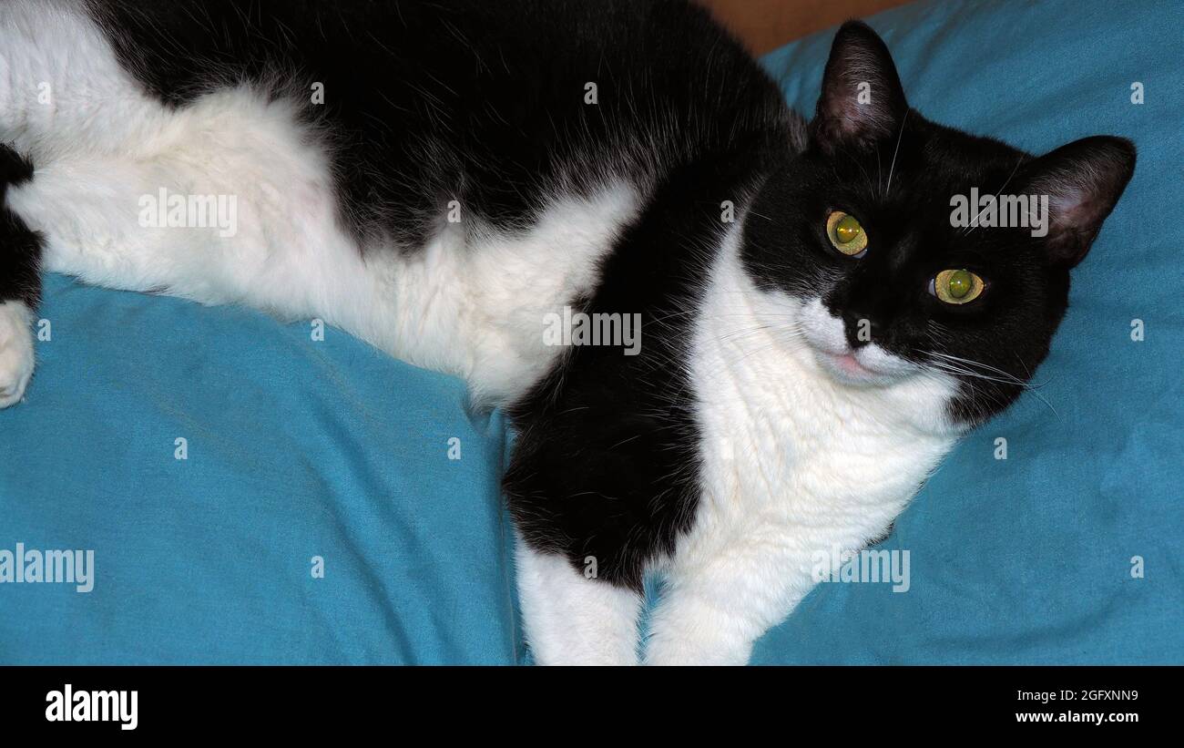 Appareil Photo Numerique Olympus Gros Plan D Un Chat Noir Et Blanc Allonge Sur Un Oreiller Bleu Dans La Chambre Le Nom De Cats Est Roxy Photo Stock Alamy