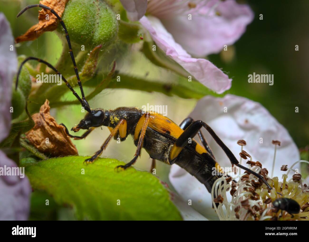 Le coléoptère noir et jaune du Longhorn se pourvoyant dans la sous-croissance Banque D'Images