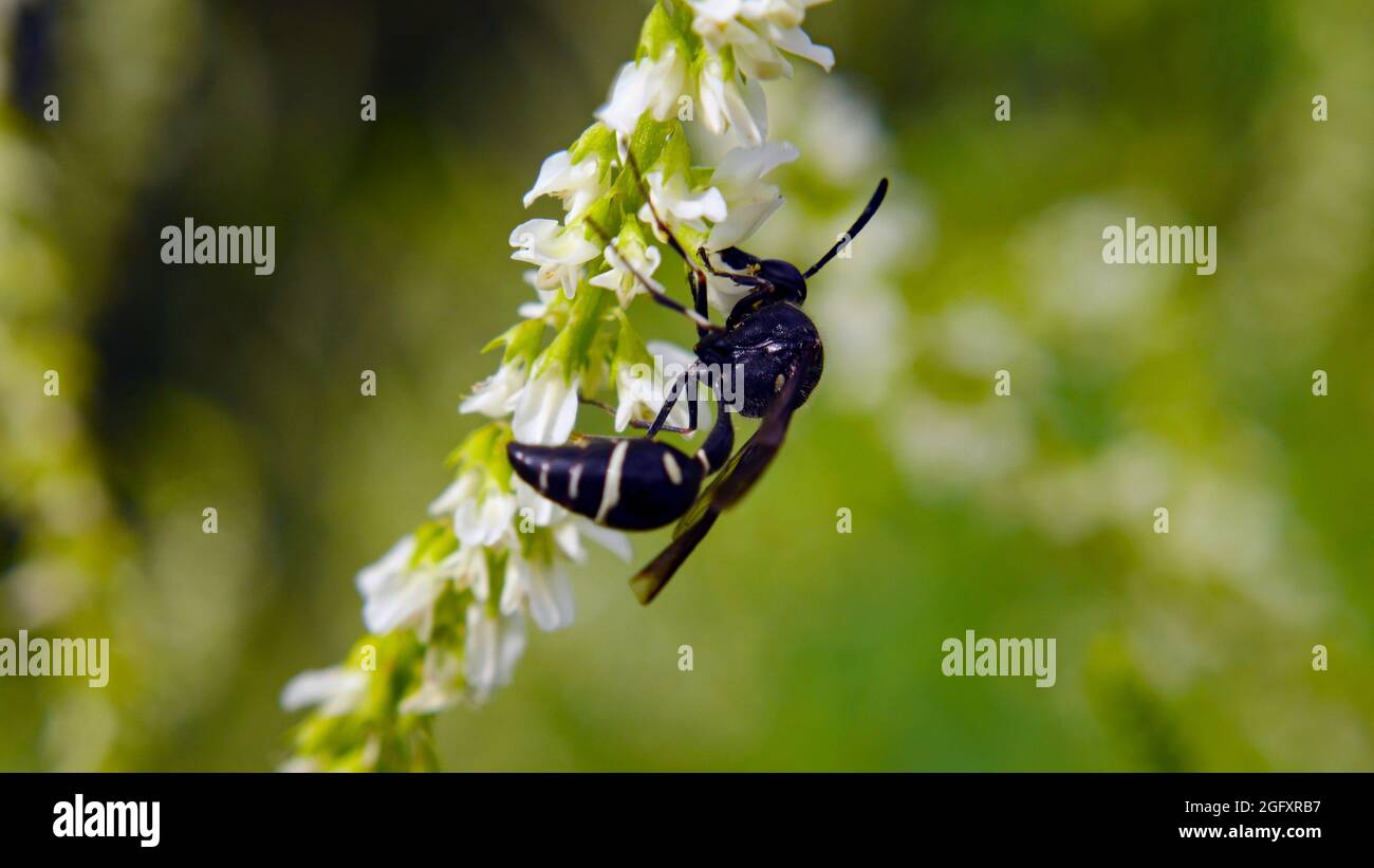 Gros plan d'une guêpe potier collectant le nectar des fleurs blanches sur une plante de trèfle douce qui pousse dans un pré. Banque D'Images