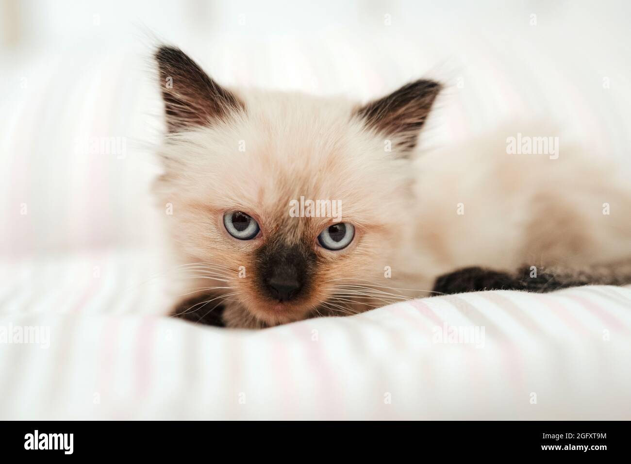 Mignon petit chaton blanc avec des oreilles noires est accrochées dans un lit blanc tout en essayant de dormir. Animal de compagnie de chat regardant la caméra Banque D'Images