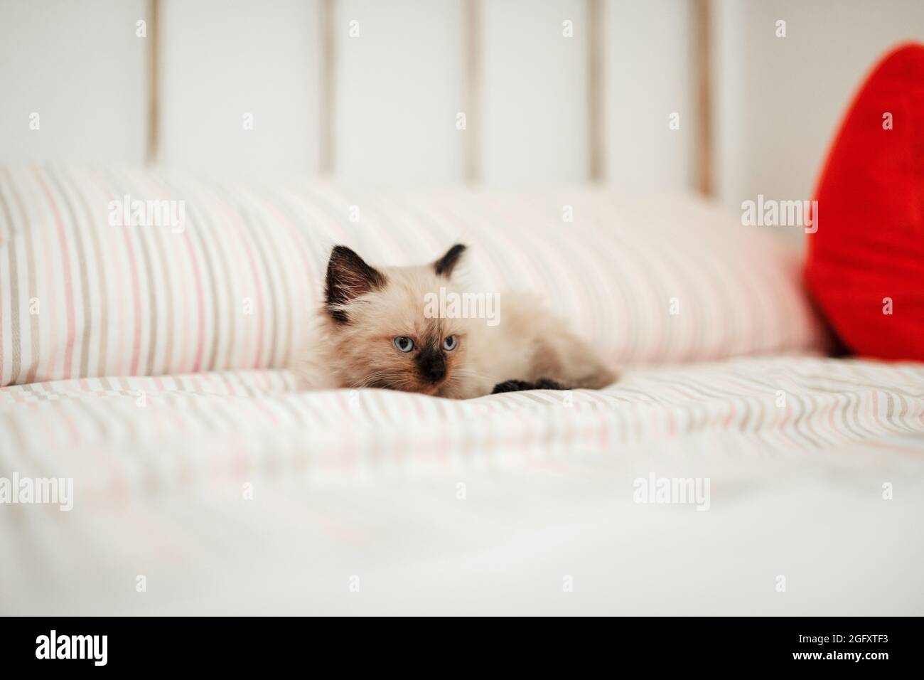 Mignon petit chaton blanc avec des oreilles noires est accrochées dans un lit blanc tout en essayant de dormir Banque D'Images