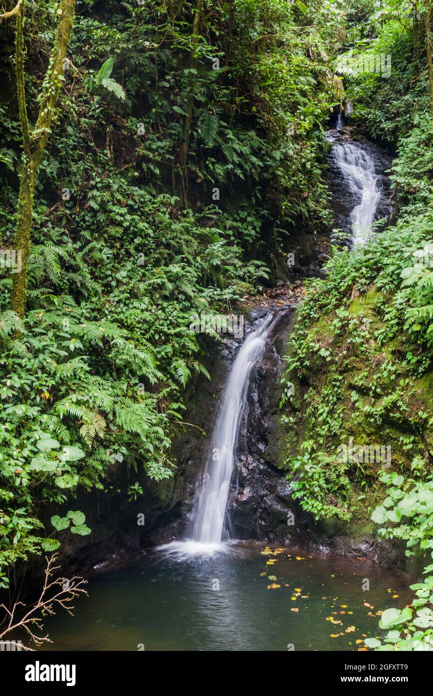 Cascade de San Luis dans une forêt nuageuse de Reserva Biologica Bosque Nuboso Monteverde, Costa Rica Banque D'Images