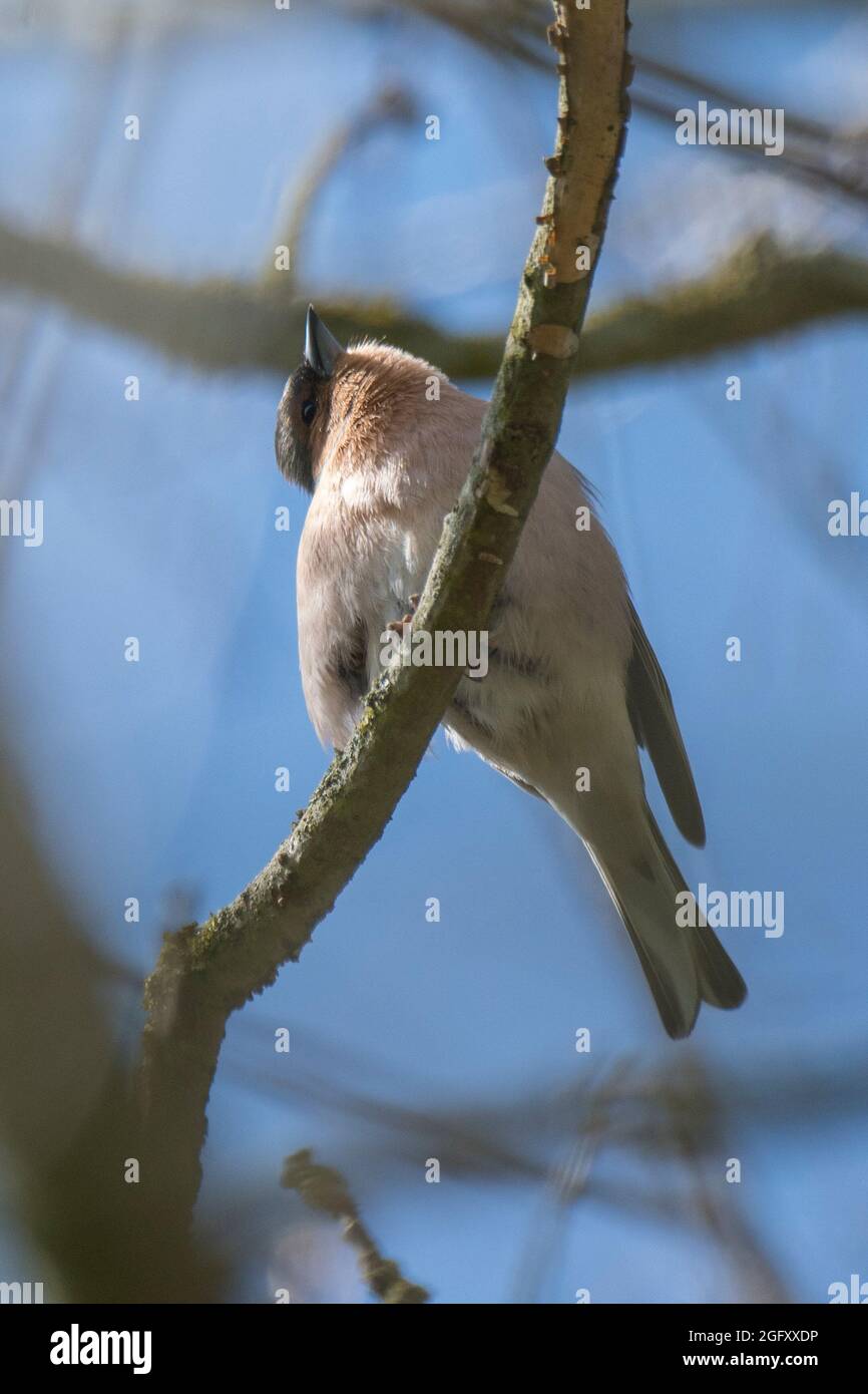 Chaffinch (Fringilla coelebs) assis dans l'arbre Banque D'Images