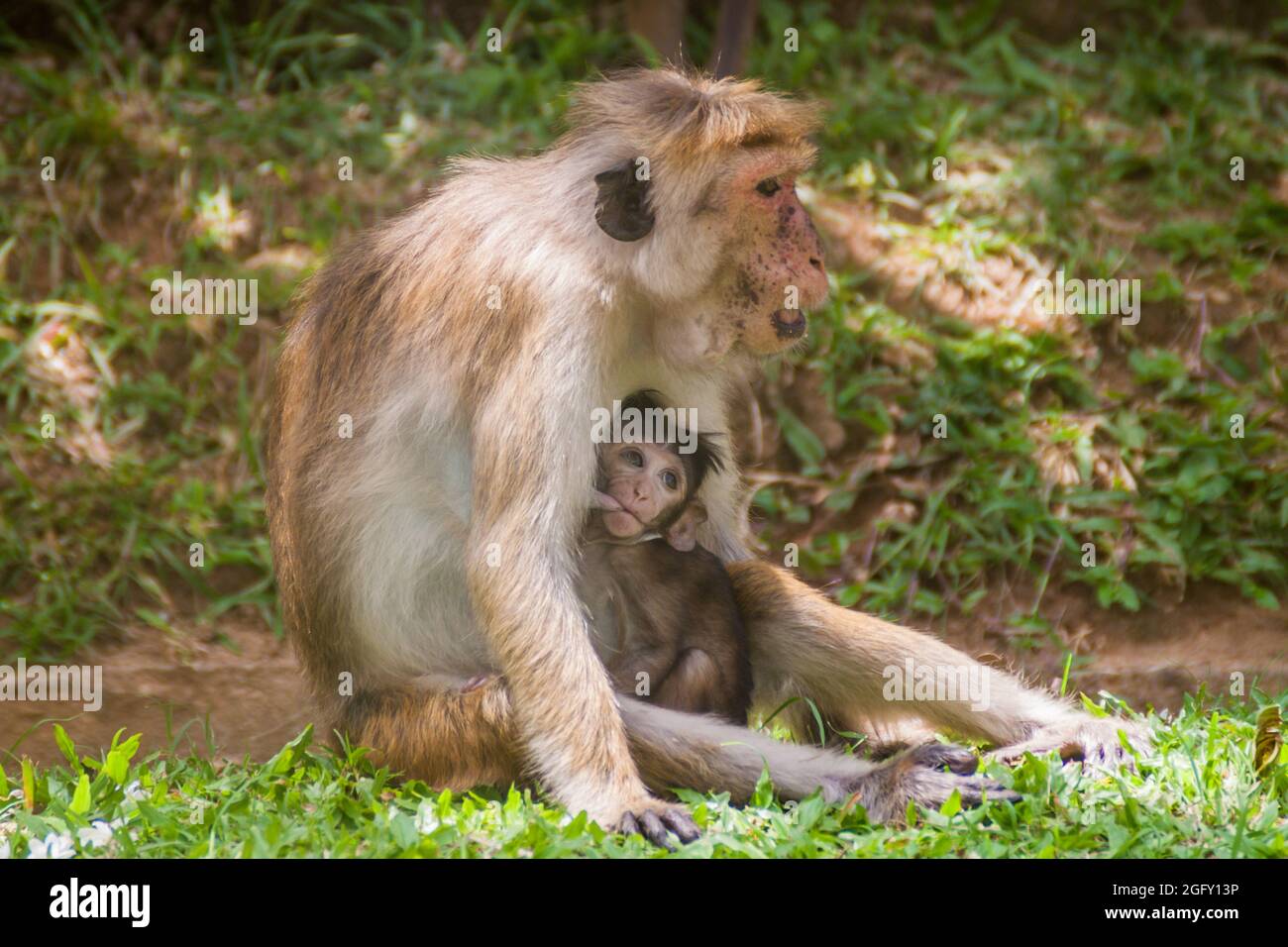 Macaque mère allaitant son bébé à Kandy, Sri Lanka Banque D'Images