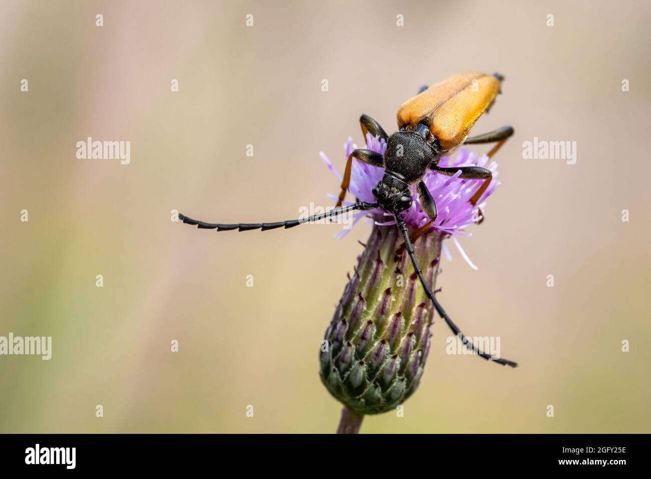 Le coléoptère monte dans le parc sur une plante. Banque D'Images