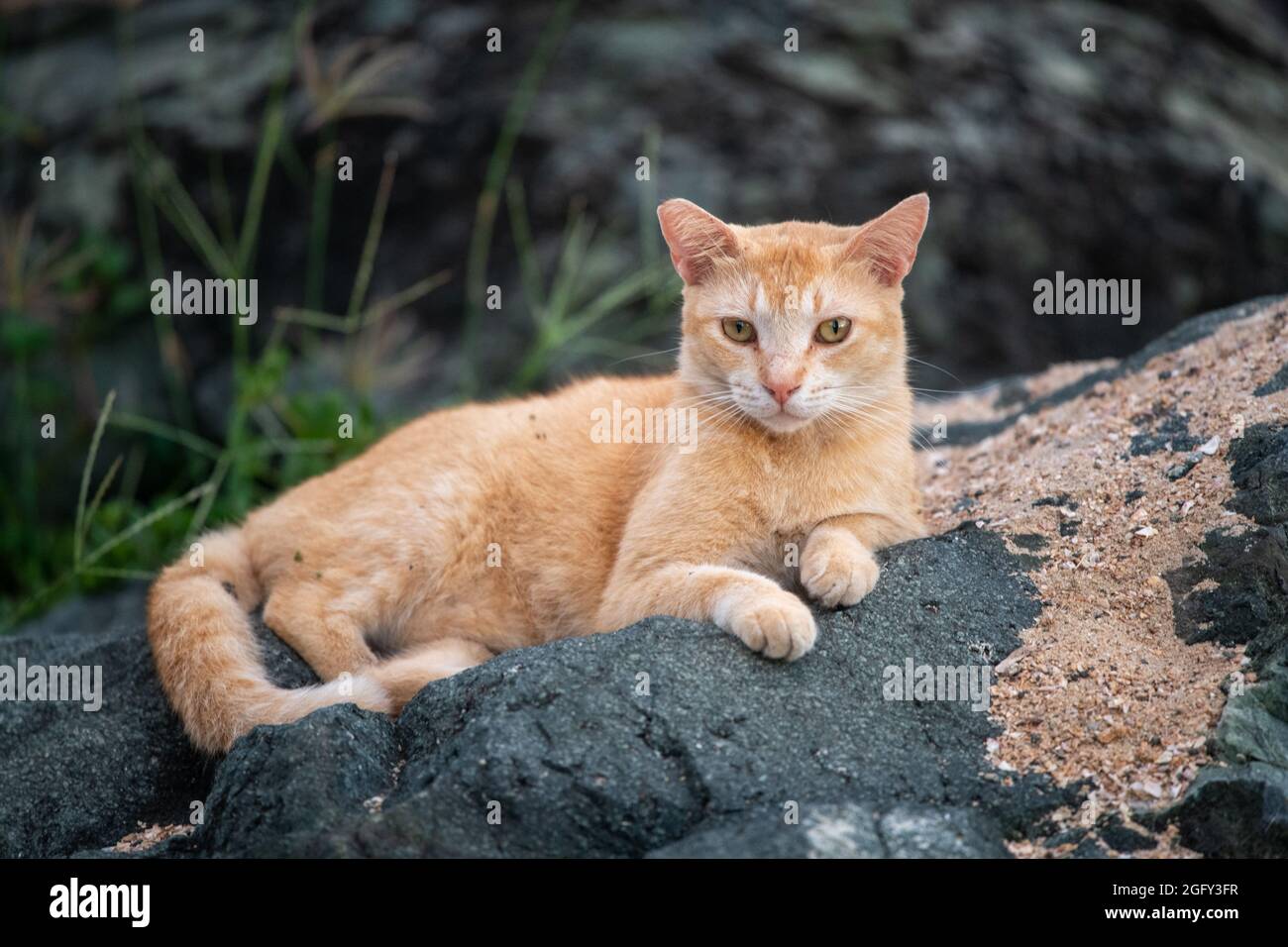 Un chat orange se trouve sur une roche noire sablonneuse. - Porto Rico Banque D'Images