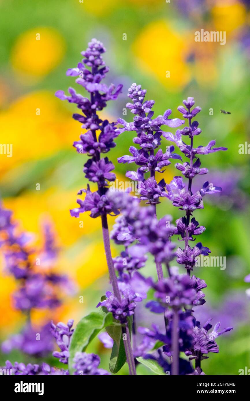 Salvia farinacea 'Victoria' fleur bleue Banque D'Images