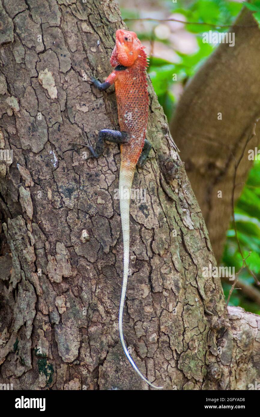 Changeable lézard Calotes versicolor dans le parc national de Pigeon Island près du village de Nilaveli au Sri Lanka. Banque D'Images