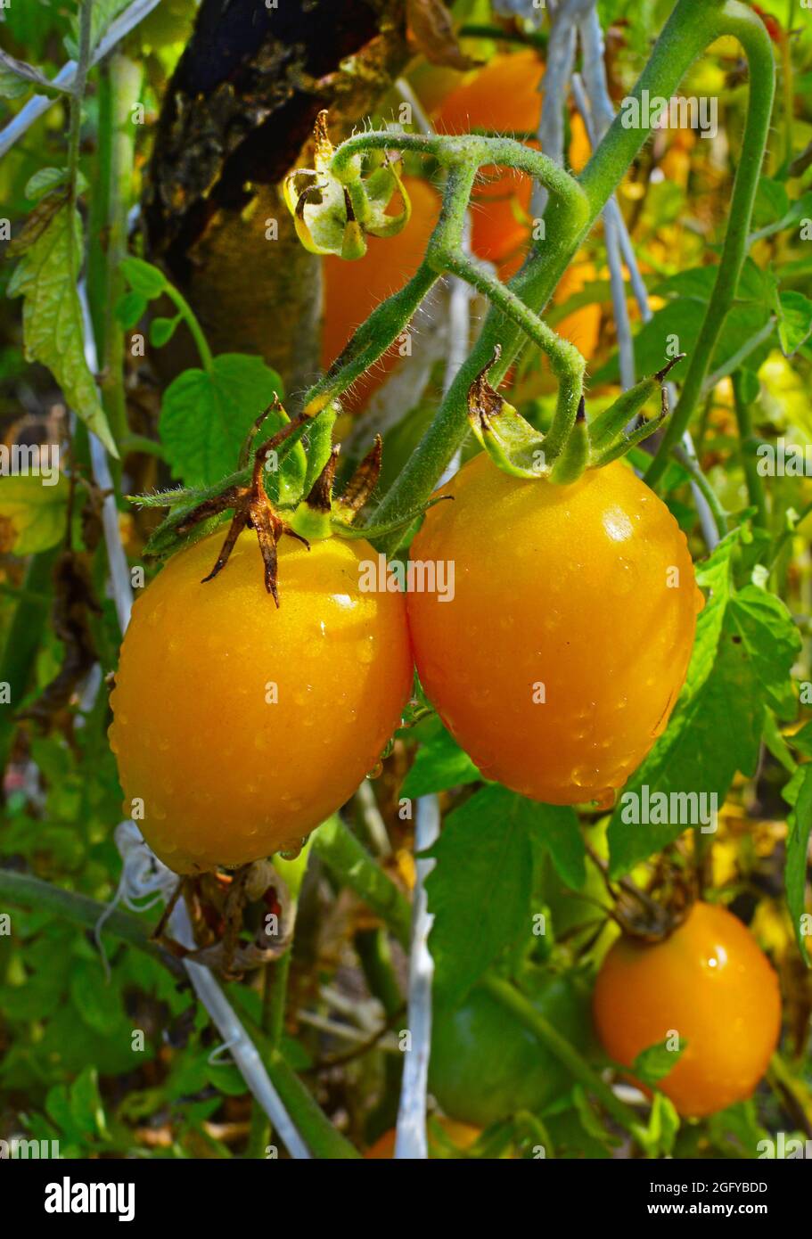 Sélection de tomates jaunes mûres dans l'arrière-cour. Mise au point sélective Banque D'Images