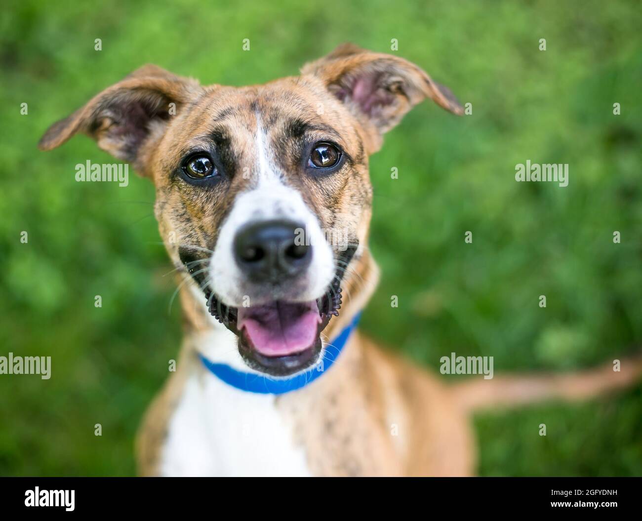 Un chien heureux bringé et blanc mixte avec des oreilles de disquettes regardant l'appareil photo et souriant Banque D'Images