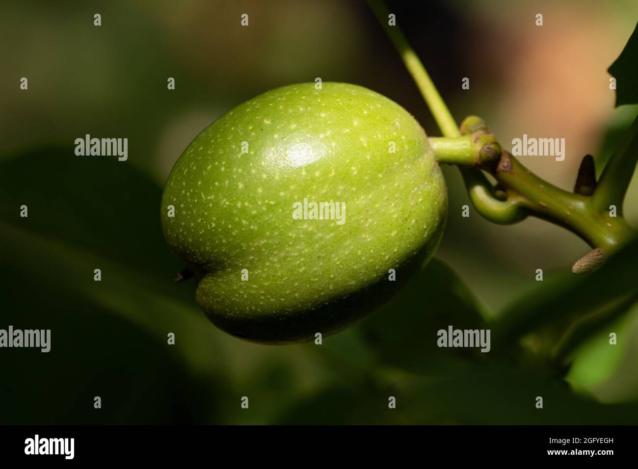 Noyer - fruit mûri avec une coquille verte Banque D'Images