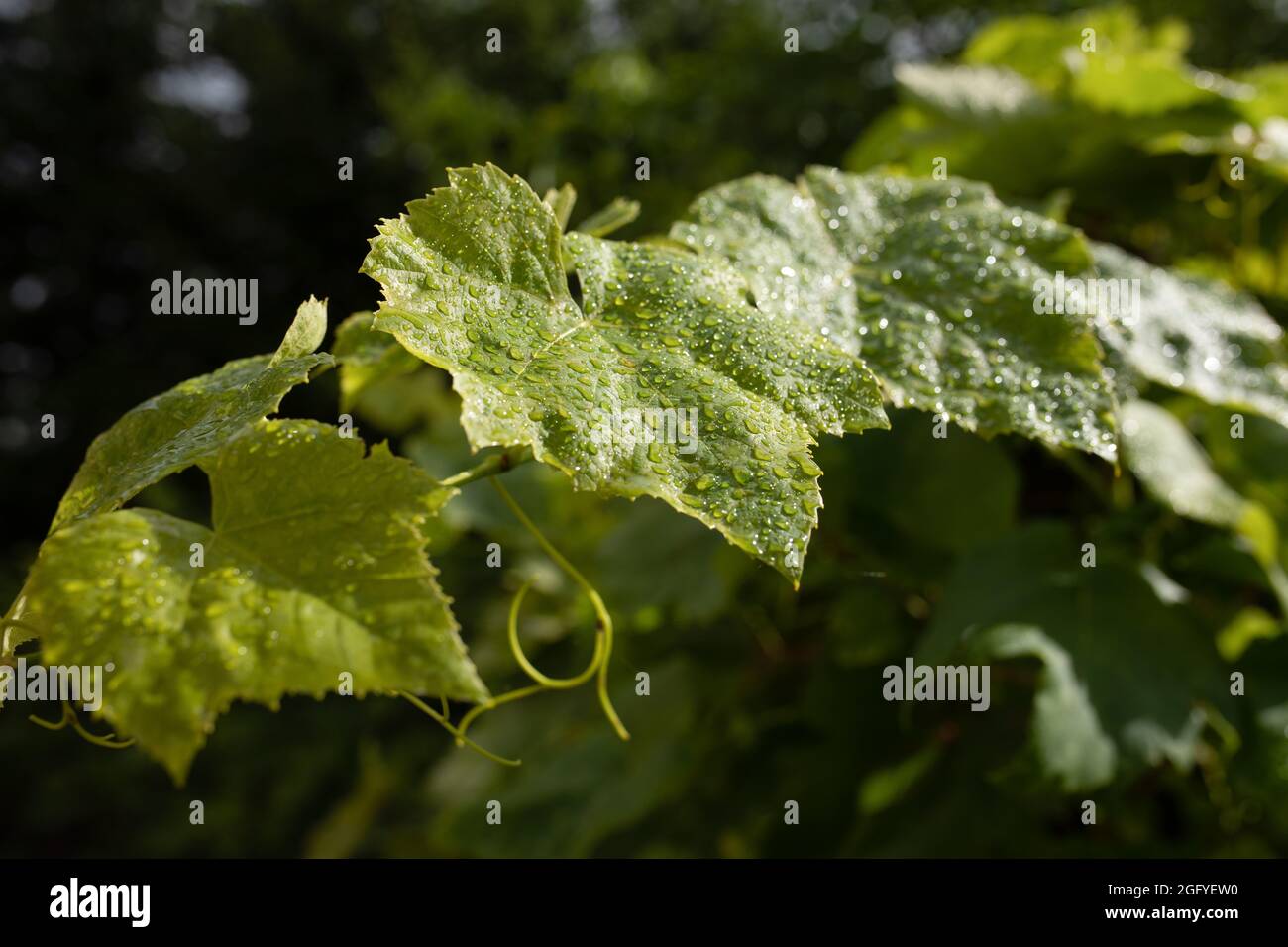 Feuilles couvertes de raindrops et de tendrils de vigne scintillant au soleil Banque D'Images