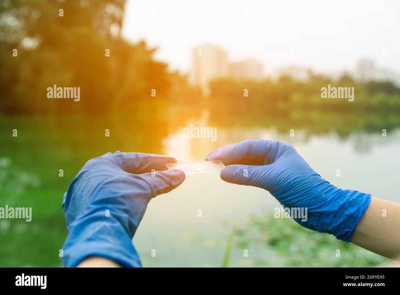 Les mains gantées tiennent une lame de verre avec une goutte d'eau. Échantillonnage à l'eau libre. Un scientifique ou biologiste prélève un échantillon d'eau Banque D'Images
