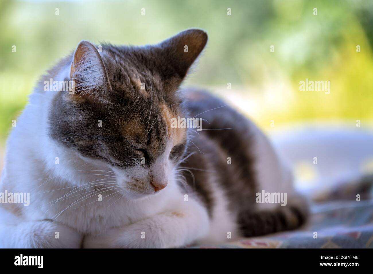 Portrait d'un chat tricolore calico à l'extérieur, gros plan Banque D'Images