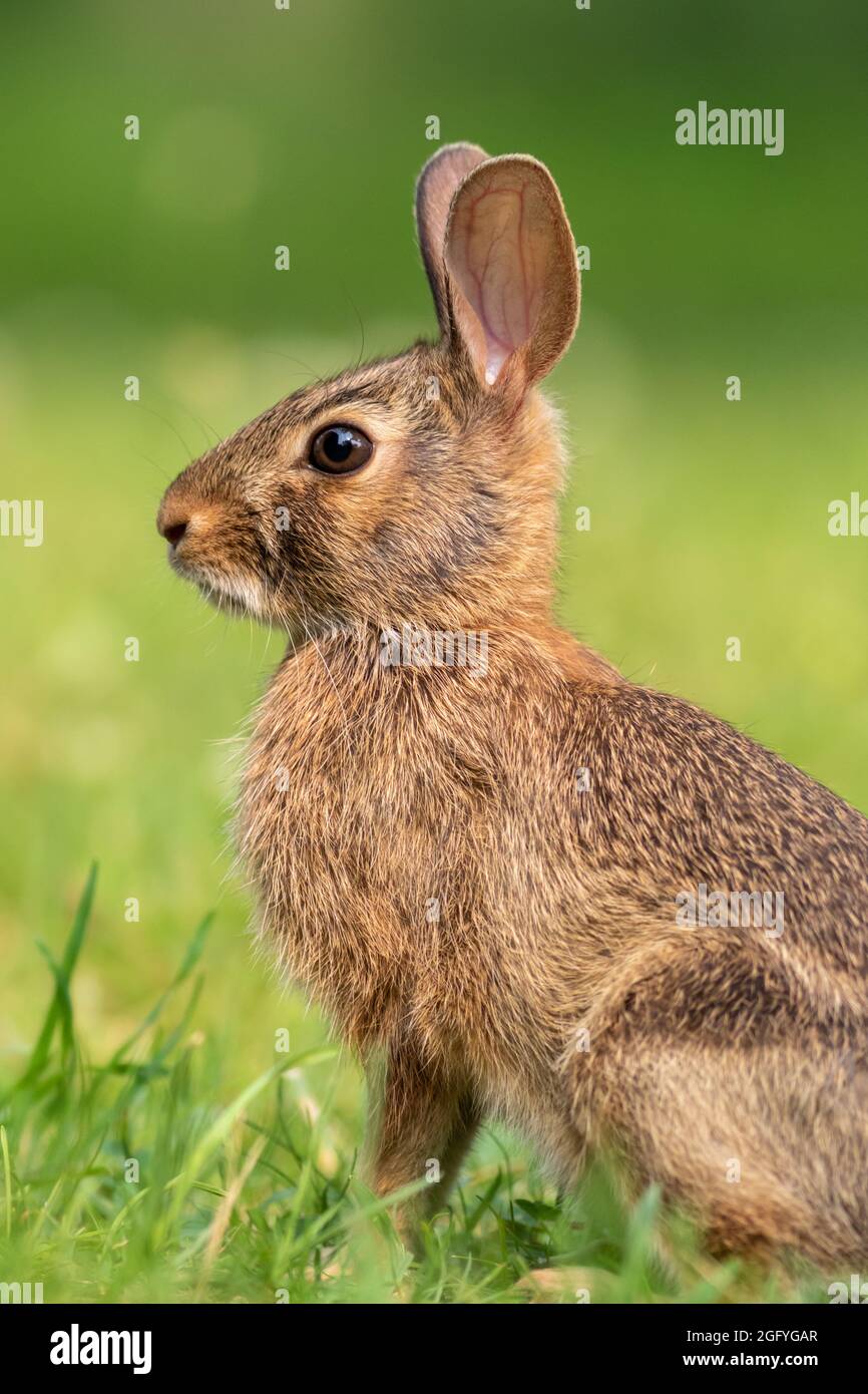 Le jeune lapin de l'est (Sylvilagus floridanus) se ferme dans une douce lumière herbeuse Banque D'Images
