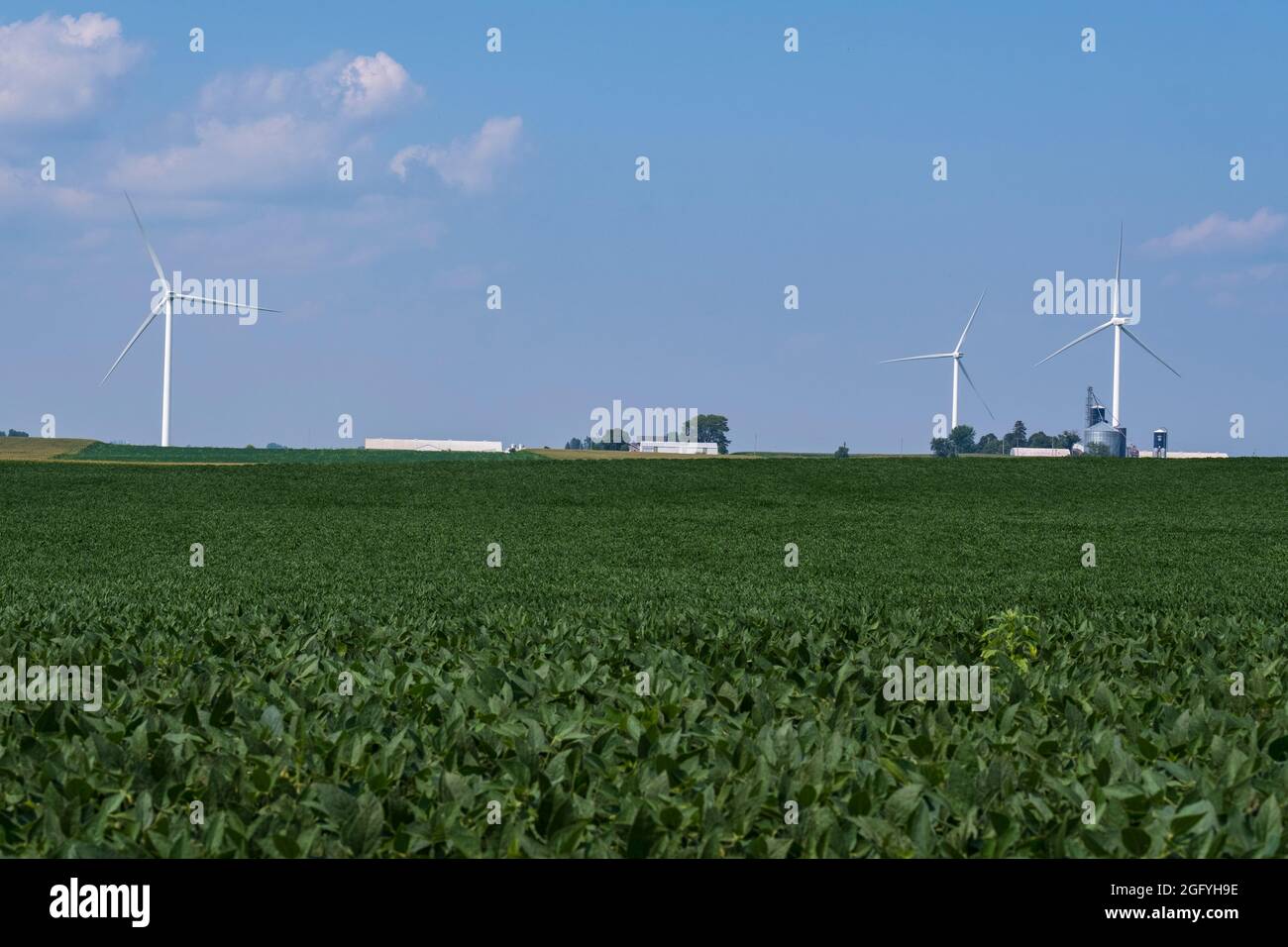 Près de Earlville, Iowa. Moulins à vent et bacs de stockage de grain. Fèves de soja au premier plan. Banque D'Images