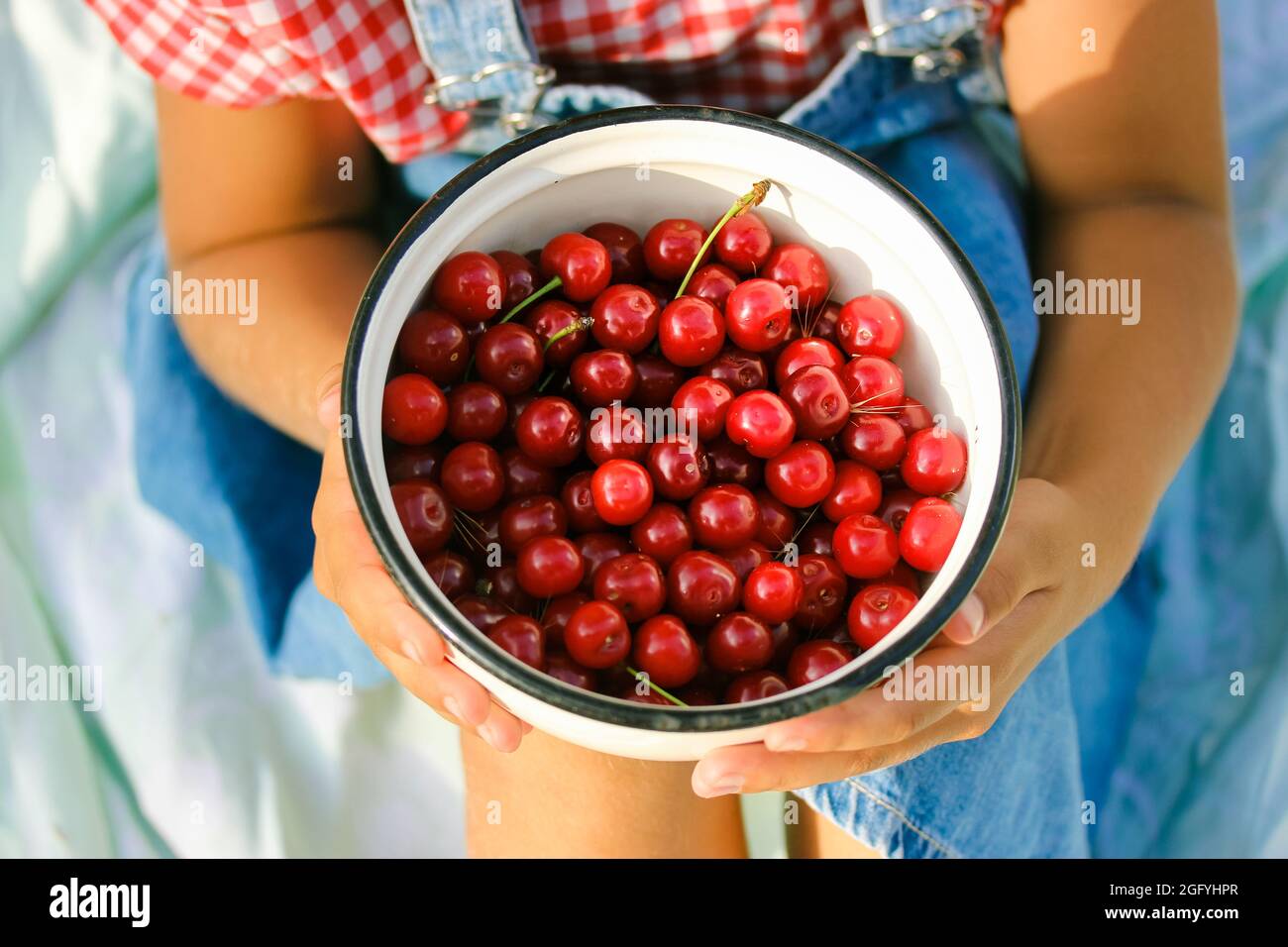 Cueillette de cerises Stella. Cerises fraîchement cueillies dans un jardin. Beaucoup de baies rouges mûres dans un bol en métal blanc dans les mains de petite fille vue du dessus, 5-10 ans Banque D'Images