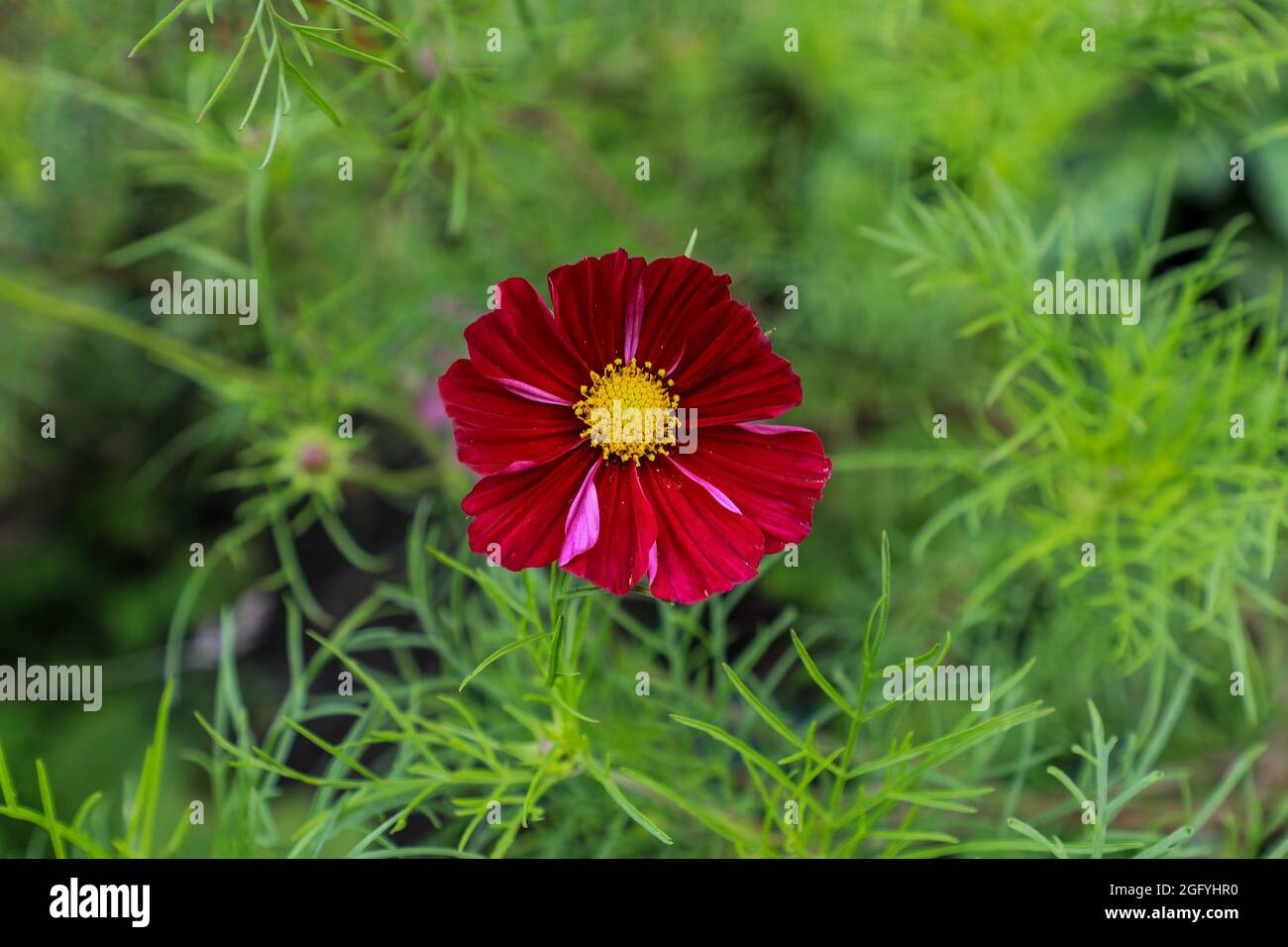 Une fleur Cosmos rouge, Angleterre, Royaume-Uni Banque D'Images