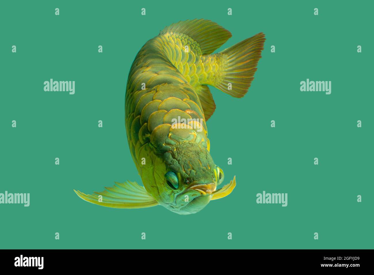 L'arowana asiatique, poisson-dragon (Scleropages formosus) sur fond bleu isolé. Le bleu de Malaisie, croisé d'or, est un poisson d'eau douce originaire de Penin Banque D'Images