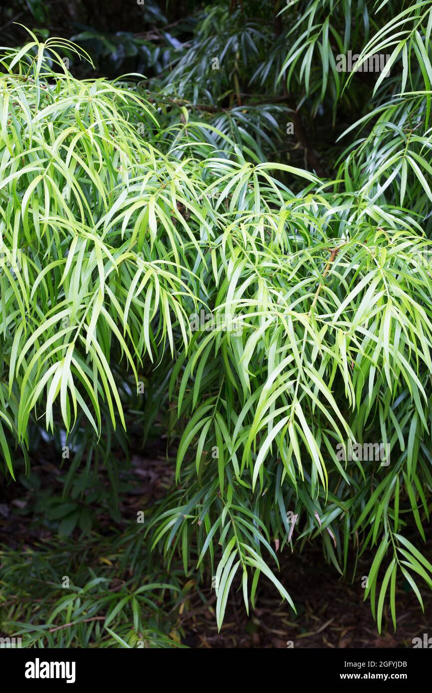 Podocarpus saligus - l'arbre podocarpe à feuilles de saule. Banque D'Images