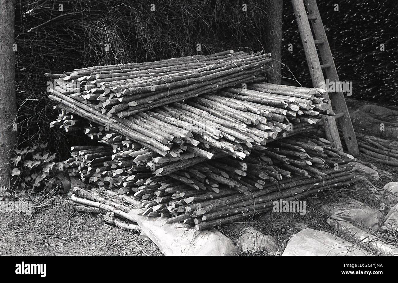 Années 1950, historique, fabrication de balais en besom, une pile de bâtons de broomsticks ou de poutrelles coupées prêt pour les têtes de brindilles de bouleau à continuer, West Sussex, Angleterre, Royaume-Uni. Un balai de besom est un produit artisanal, fabriqué par des artisans, avec les poignées traditionnellement faites de bois de noisette. Banque D'Images