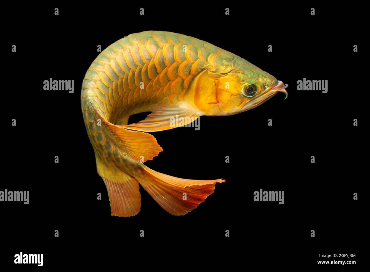 L'arowana asiatique, poisson-dragon (Scleropages formosus) sur fond bleu isolé. Le bleu de Malaisie, croisé d'or, est un poisson d'eau douce originaire de Penin Banque D'Images
